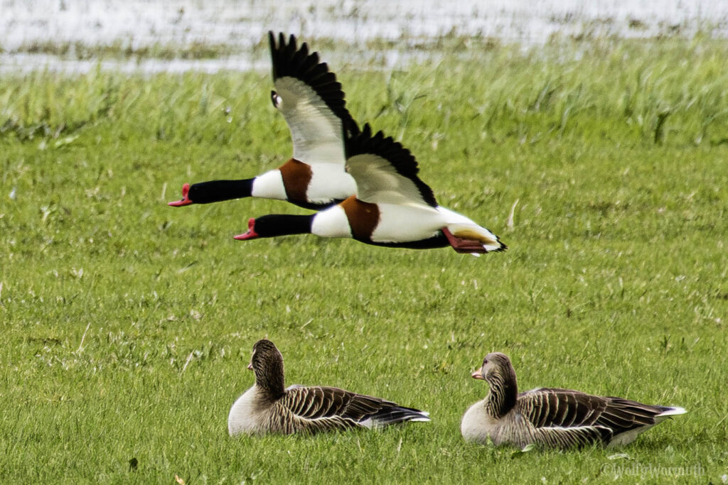Zwei Brandgänse fliegen an zwei Graugänse vorbei.