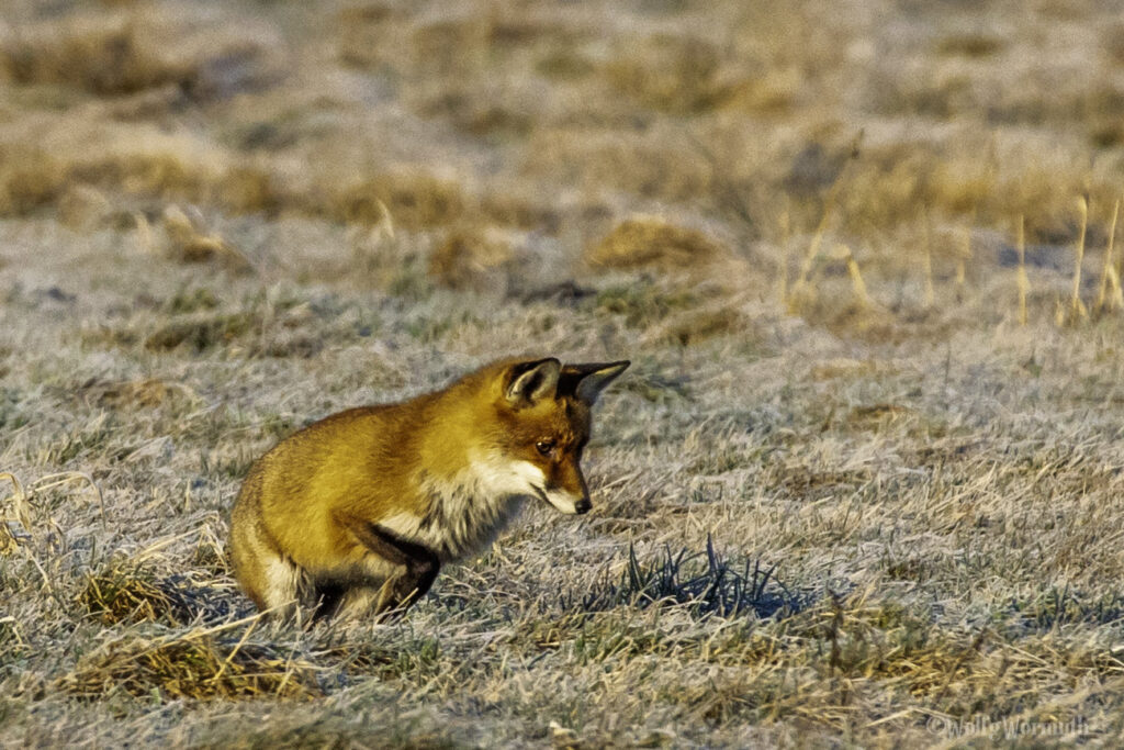 Fuchs bei der Jagt nach Beute.
