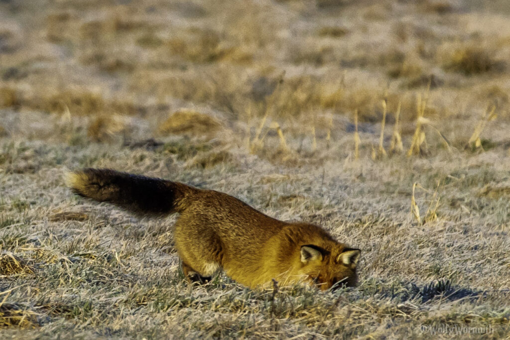 Fuchs bei der Jagt nach Beute.