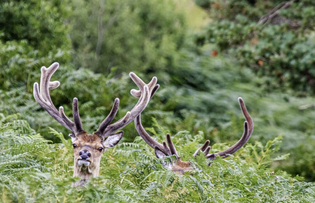 Zwei Hirsche im Wald