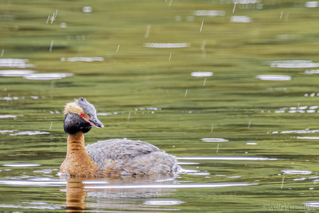 Ohrentaucher auf dem Wasser.