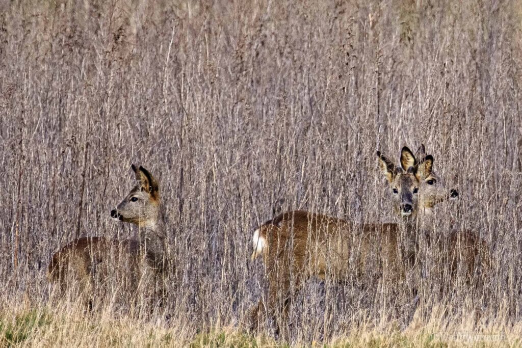 Drei Rehe im hohen Gras, jeder schaut in eine andere Richtung.