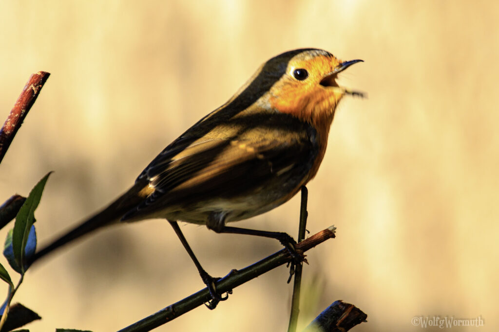 Rotkehlchen in der Abendsonne