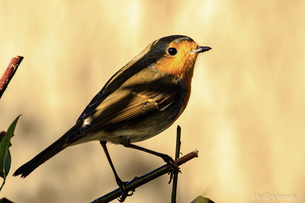 Rotkehlchen in der Abendsonne