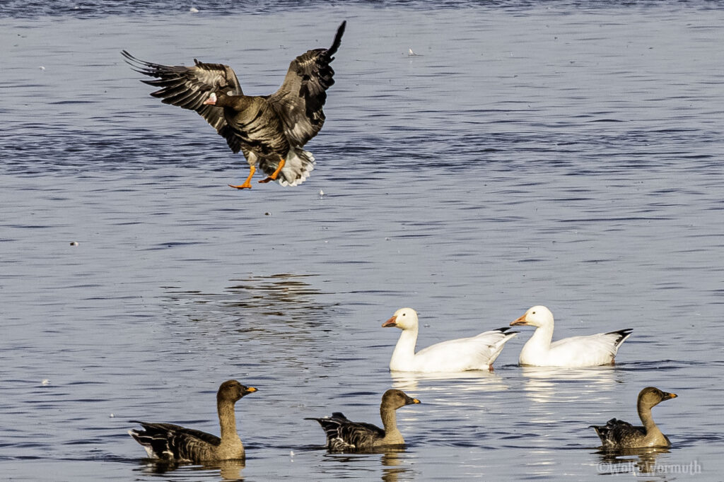 Zwei Schneegänse auf dem Wasser.
