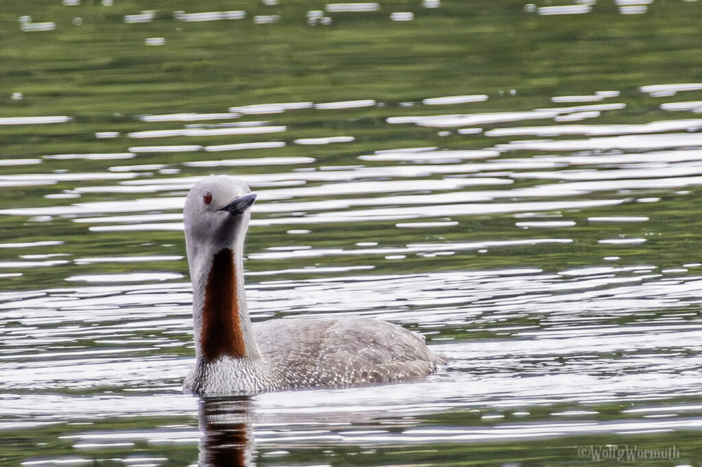 Sterntaucher auf dem Wasser.