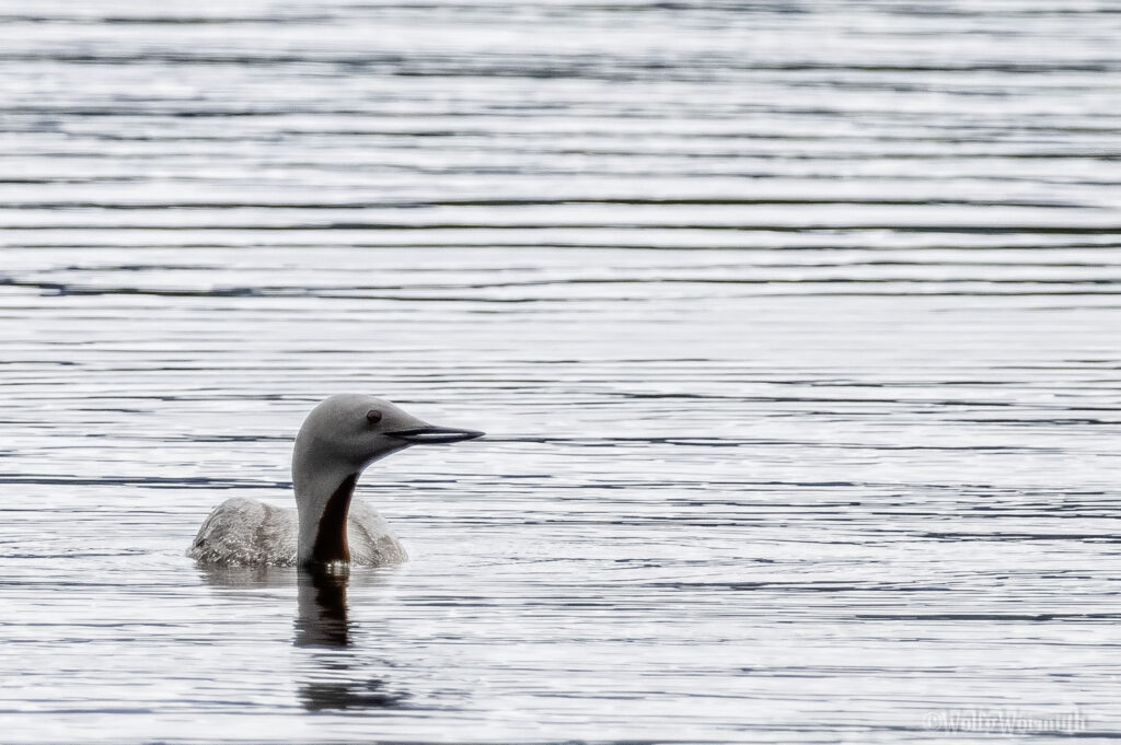 Sterntaucher auf dem Wasser.