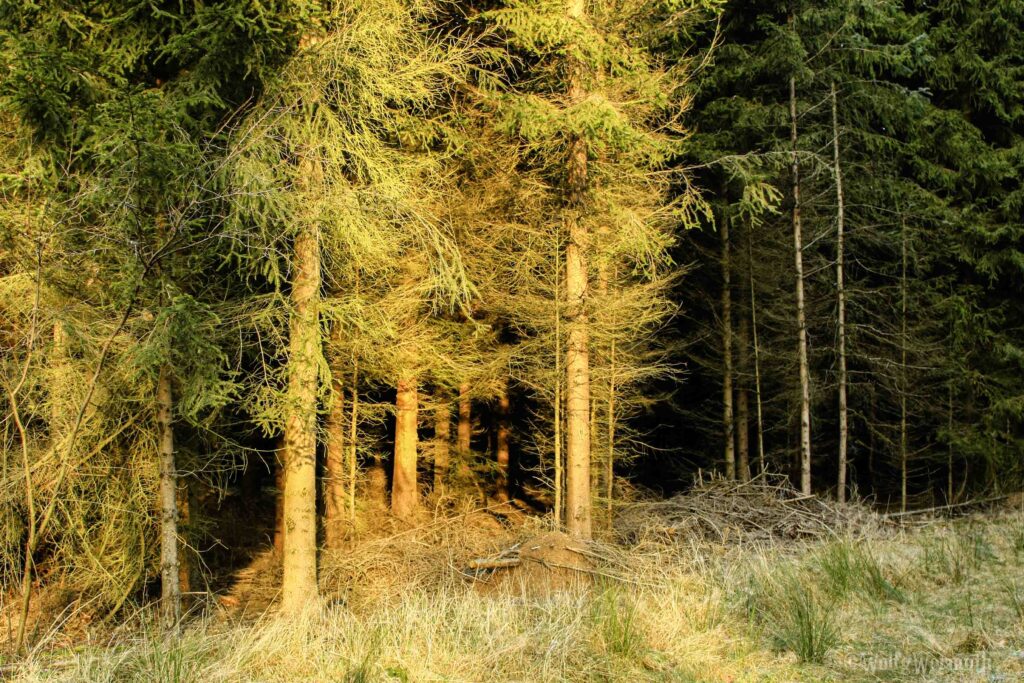 Blick in den Wald