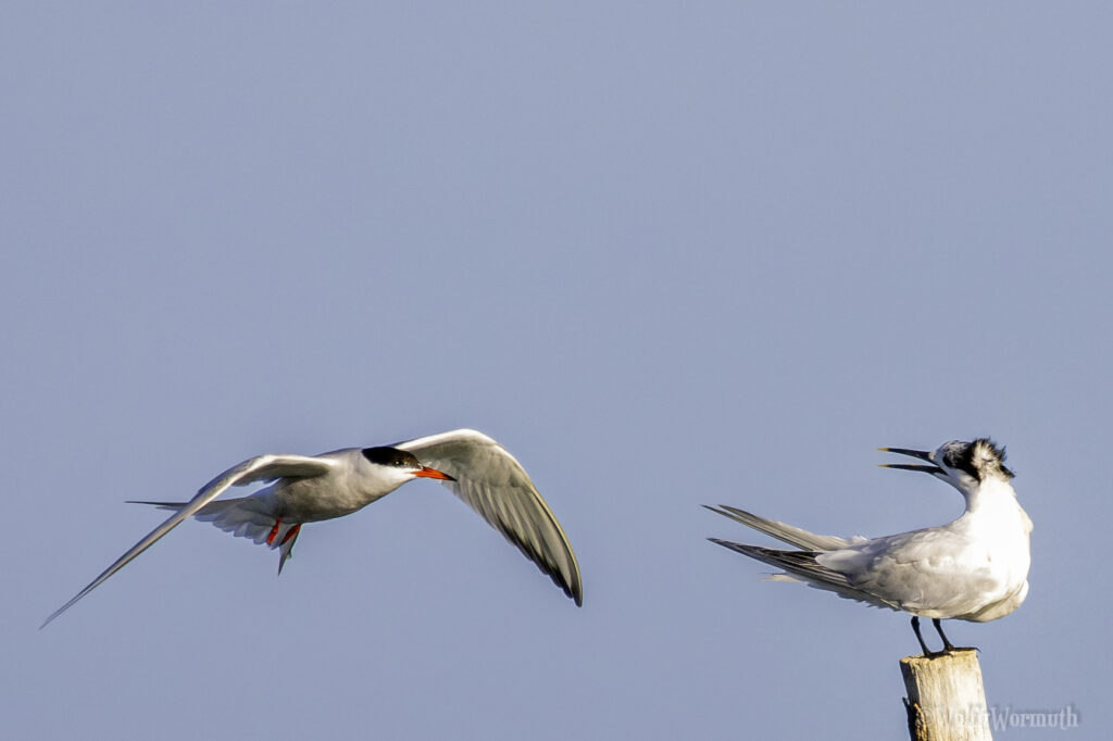 Vogelaufnahme, Flussseeschwalbe möchte Brandseeschwalbe den Platz wegnehmen.