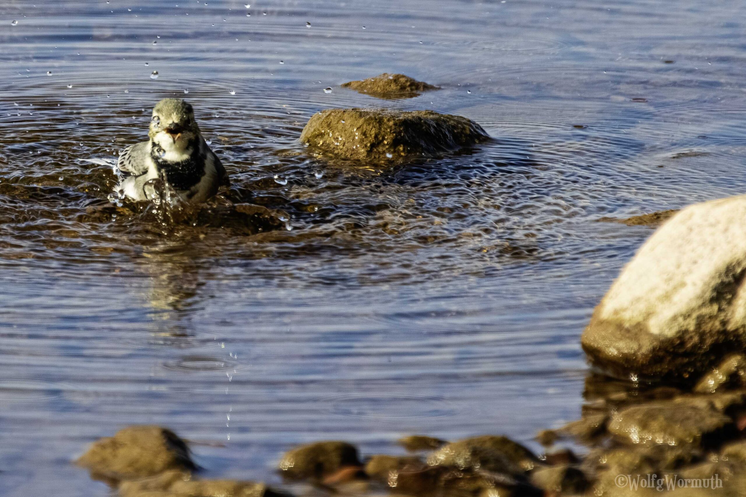 Bachstelze am Strand beim baden.