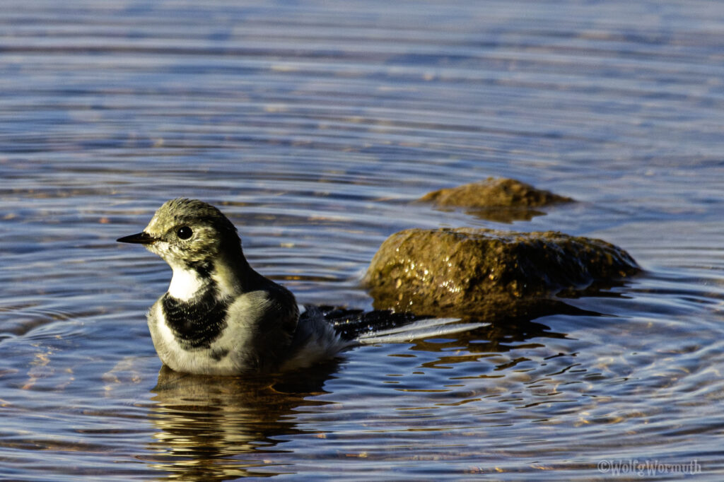 Bachstelze am Strand beim baden.