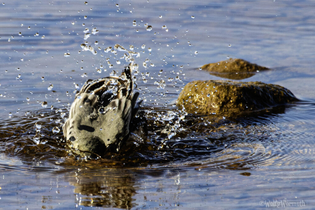Bachstelze am Strand beim baden.