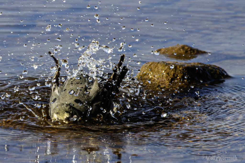 Bachstelze am Strand beim baden.
