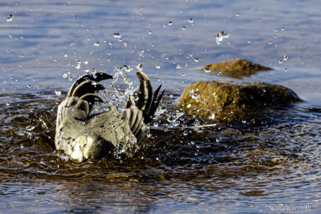 Bachstelze am Strand beim baden.