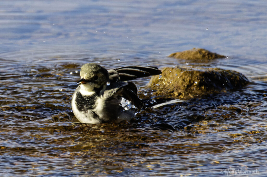 Bachstelze am Strand beim baden.