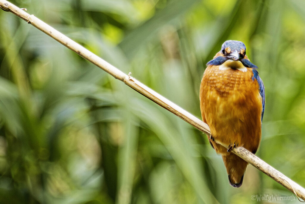 Vogelaufnahme. Eisvogel sitzt auf Schilf.