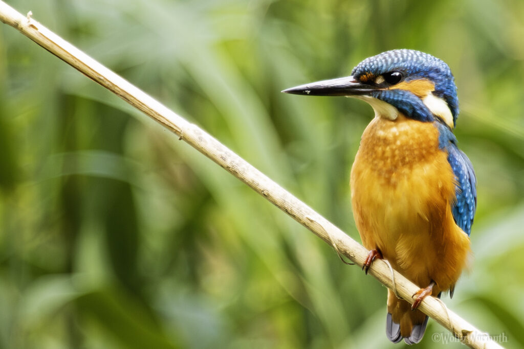 Vogelaufnahme. Eisvogel sitzt auf Schilf.