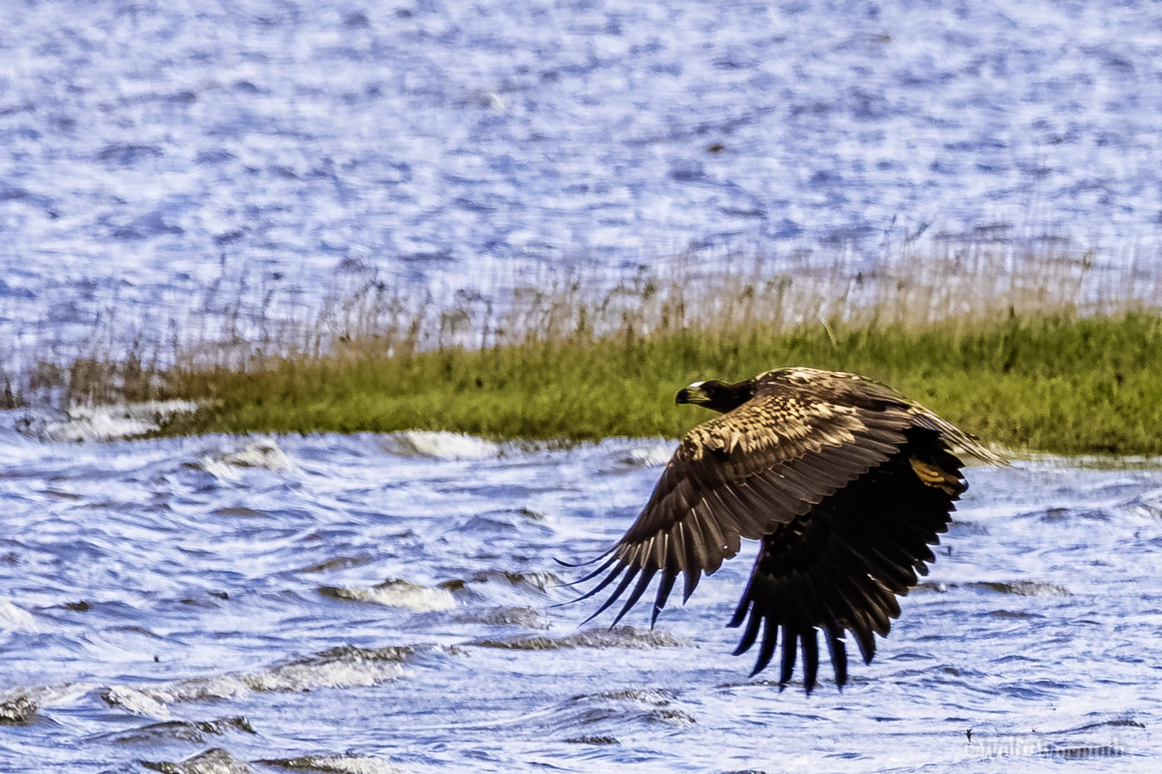 Junger Seeadler beim vorbei Flug.
