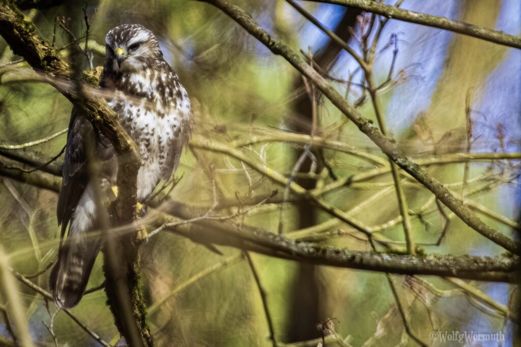 Mäusebussard im Wald auf der Jagt.