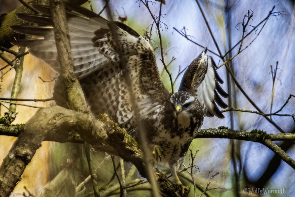 Mäusebussard im Wald auf der Jagt.
