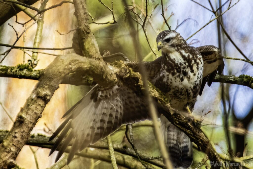 Mäusebussard im Wald auf der Jagt.