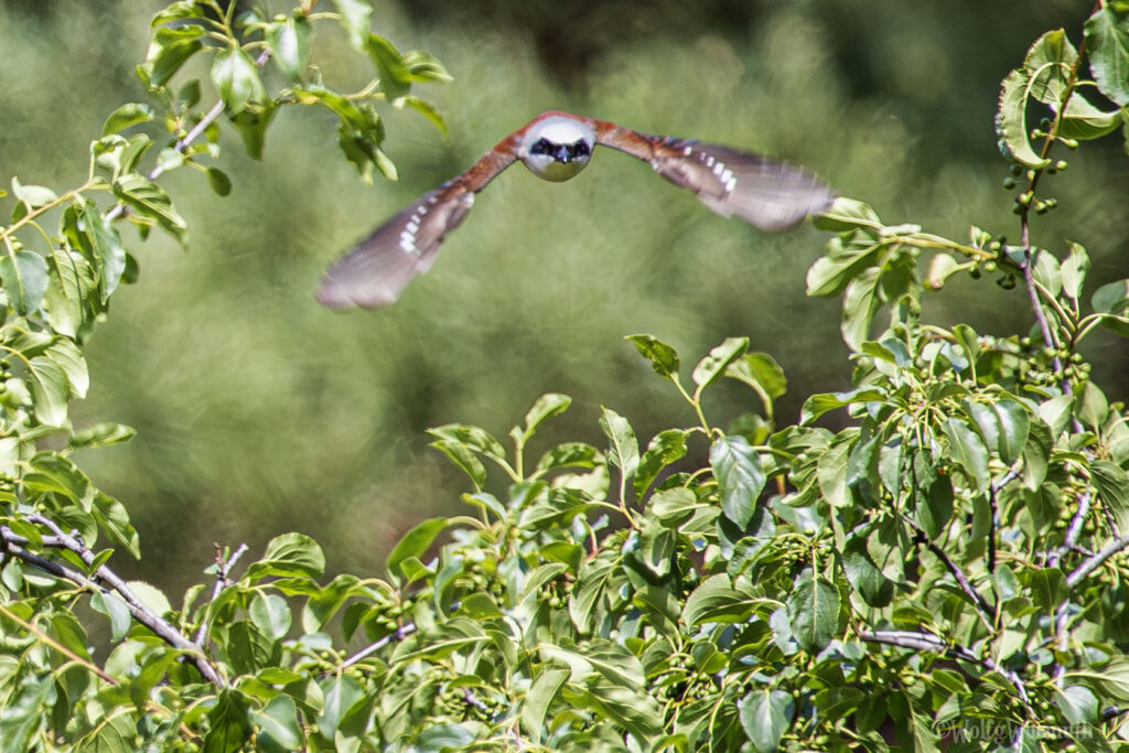 Vogelaufnahme, Neuntöter kommt auf mich zu geflogen.