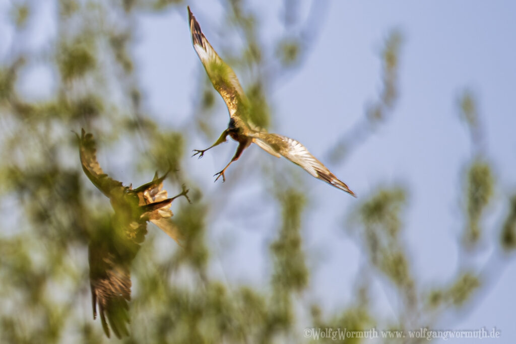 Rohrweihen Pärchen im Flug zu beobachten.