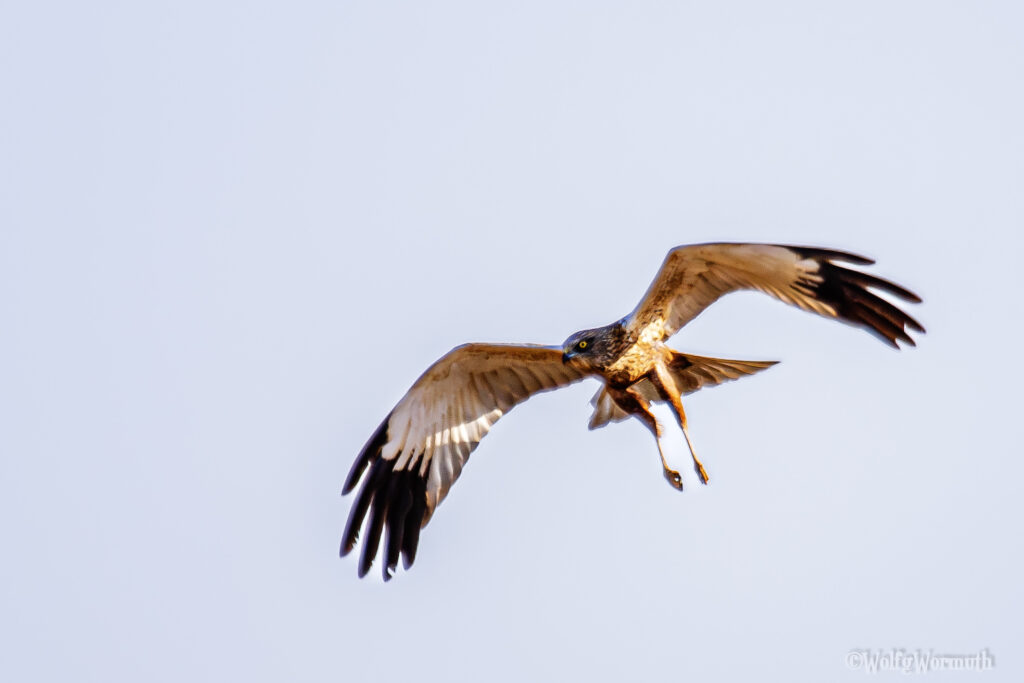 Rohrweihe Männchen im Flug.