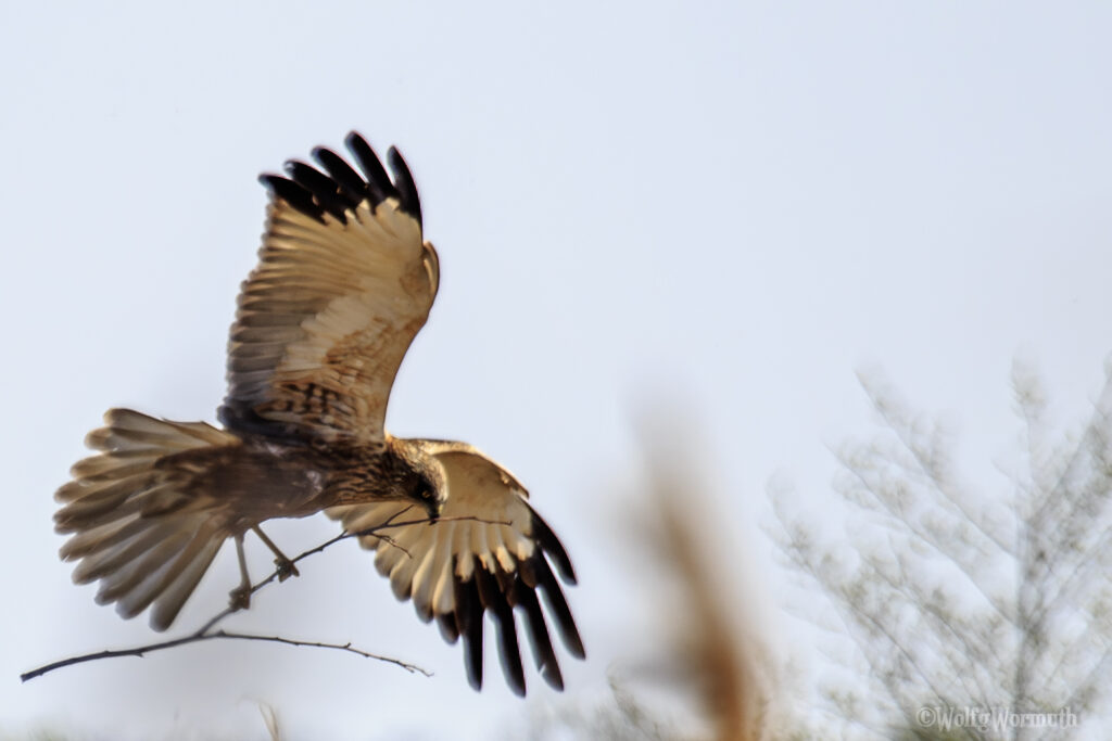 Rohrweihe Männchen beim Nestbau.