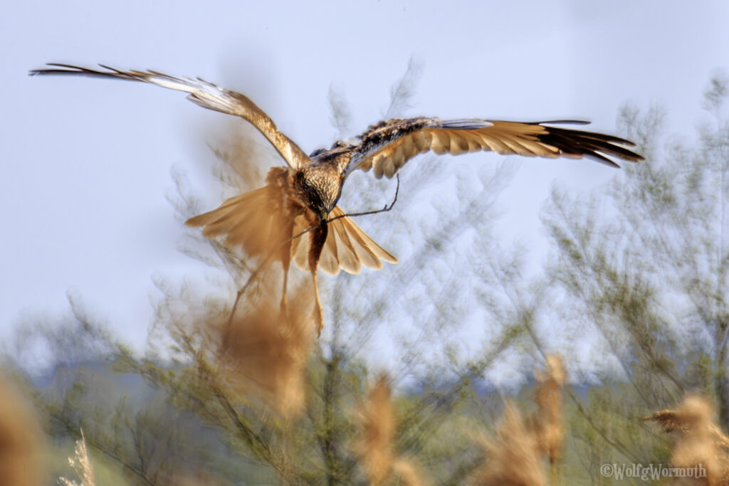 Rohrweihe Männchen beim Nestbau.