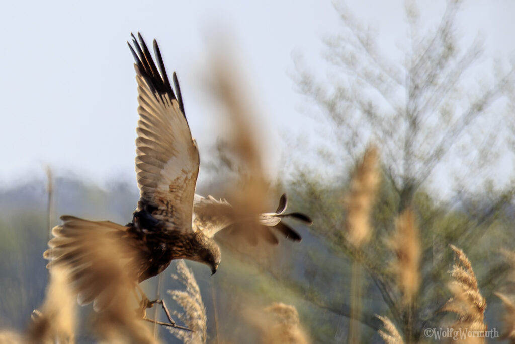 Rohrweihe Männchen beim Nestbau.