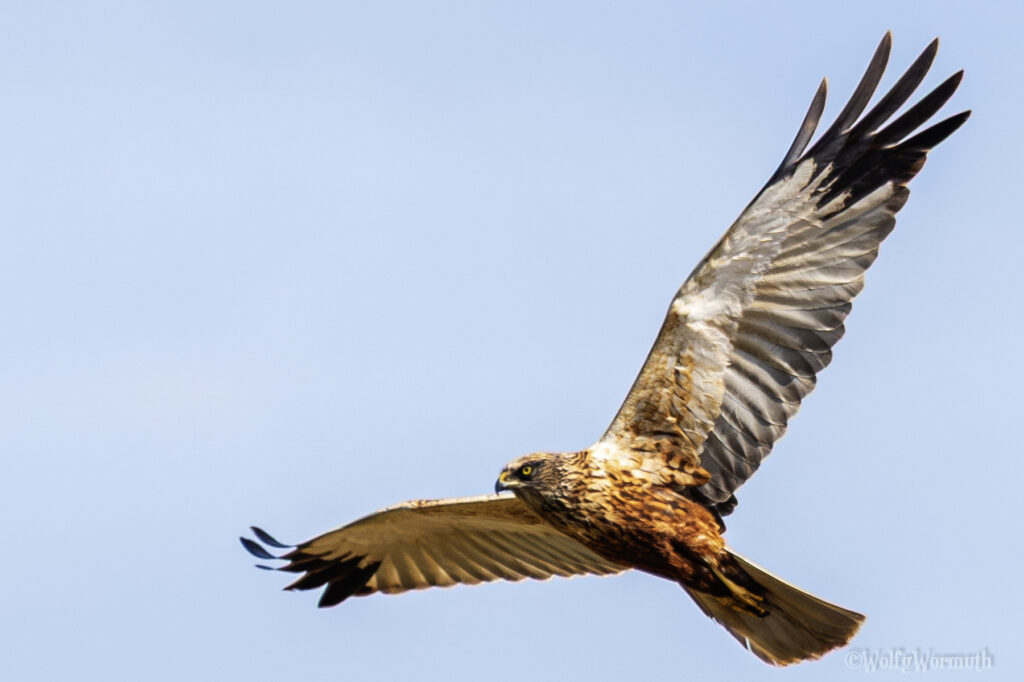 Rohrweihe Männchen im Flug.