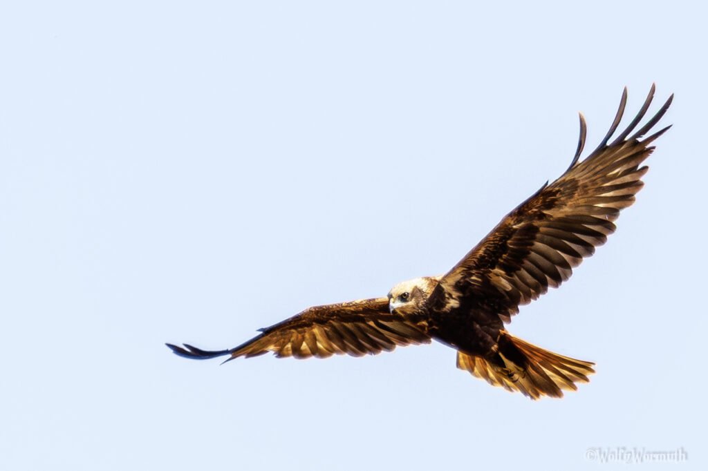 Rohrweihe Weibchen im Flug.