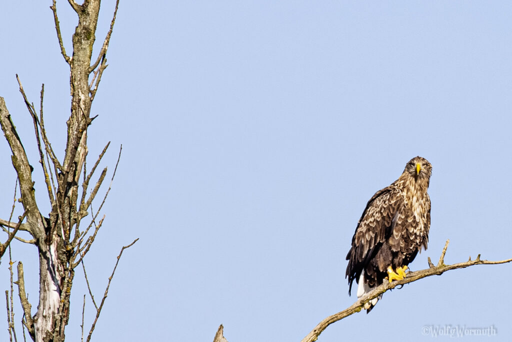Seeadler auf einem Ast mit guter Aussicht.