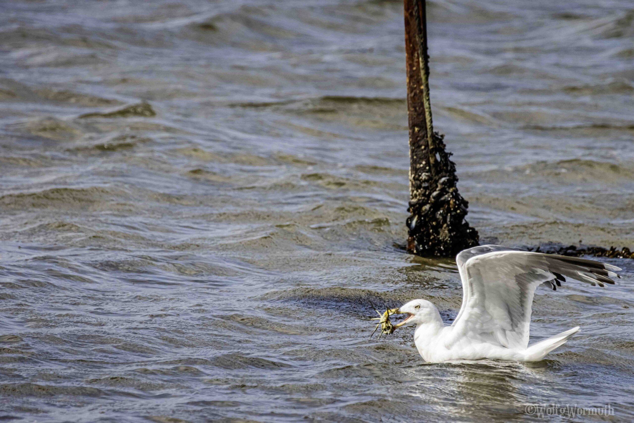 Eine Silbermöwe mit einer Krabbe im Schnabel und fliegt weg.