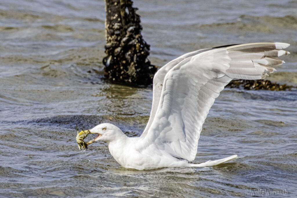 Eine Silbermöwe mit einer Krabbe im Schnabel und fliegt weg.