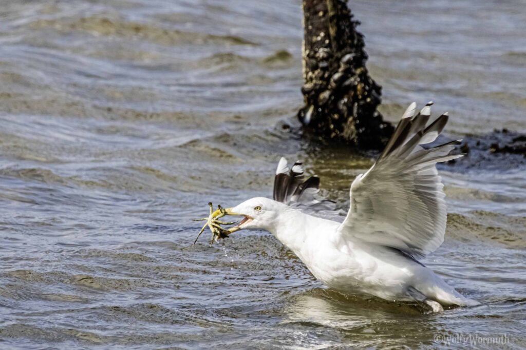 Eine Silbermöwe mit einer Krabbe im Schnabel und fliegt weg.
