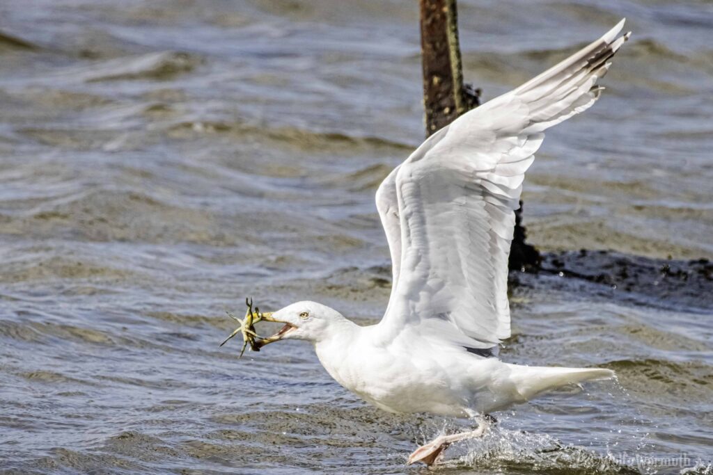 Eine Silbermöwe mit einer Krabbe im Schnabel und fliegt weg.