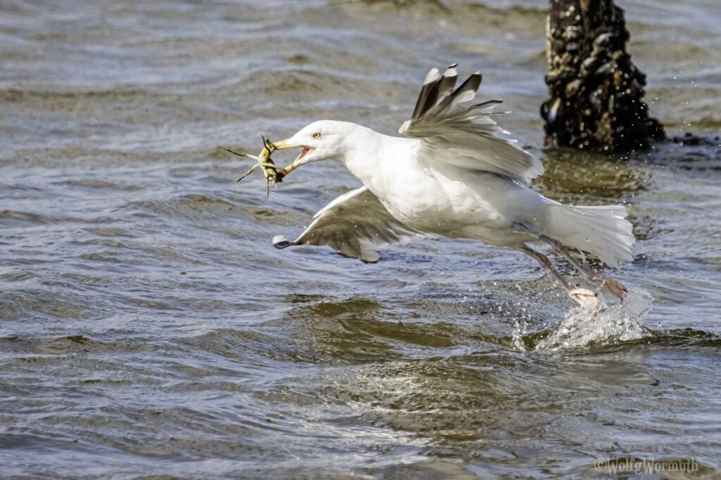 Eine Silbermöwe mit einer Krabbe im Schnabel und fliegt weg.