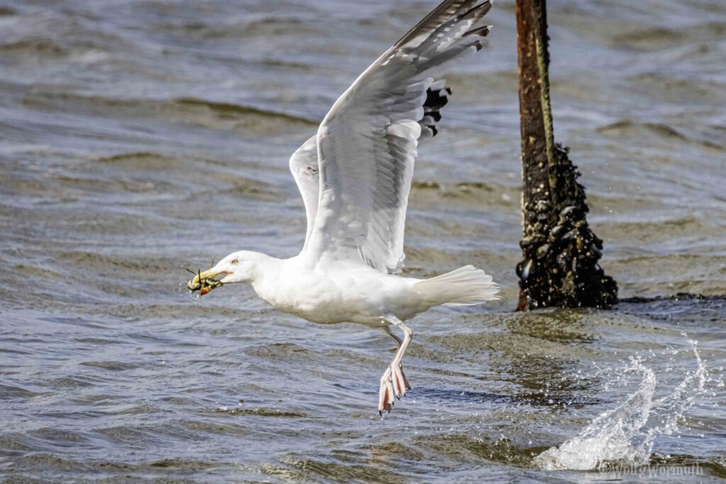 Eine Silbermöwe mit einer Krabbe im Schnabel und fliegt weg.