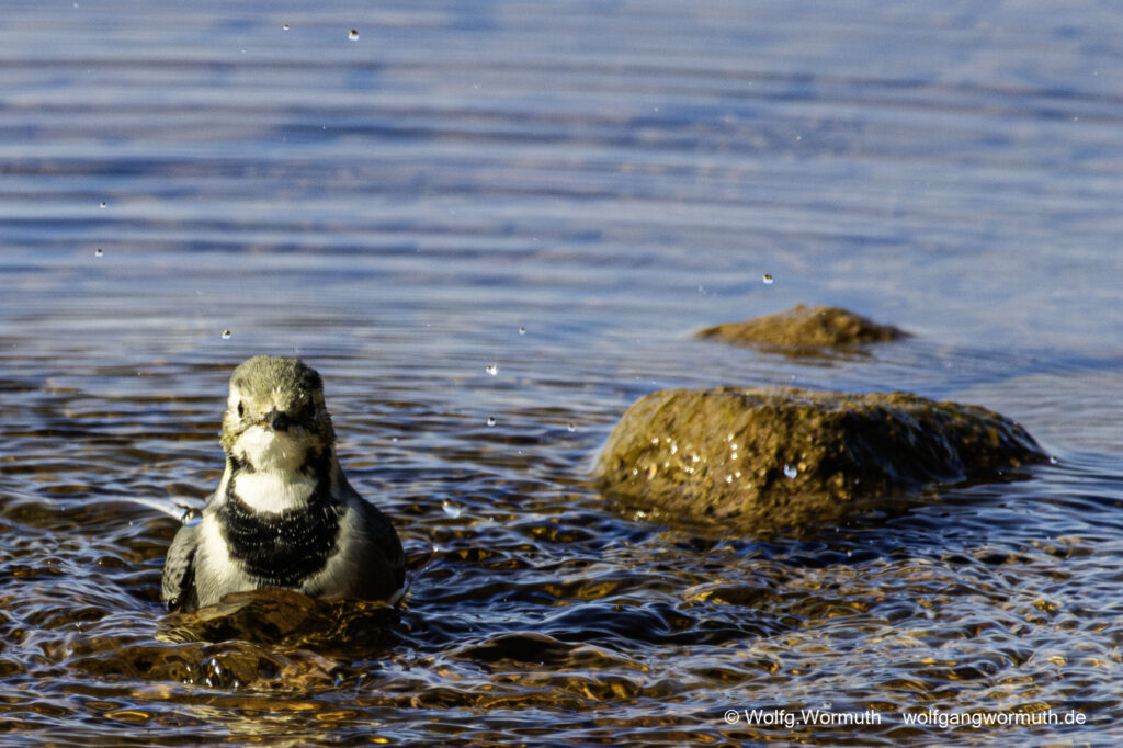 Schwanzmeise beim baden in Schweden bei Mora.