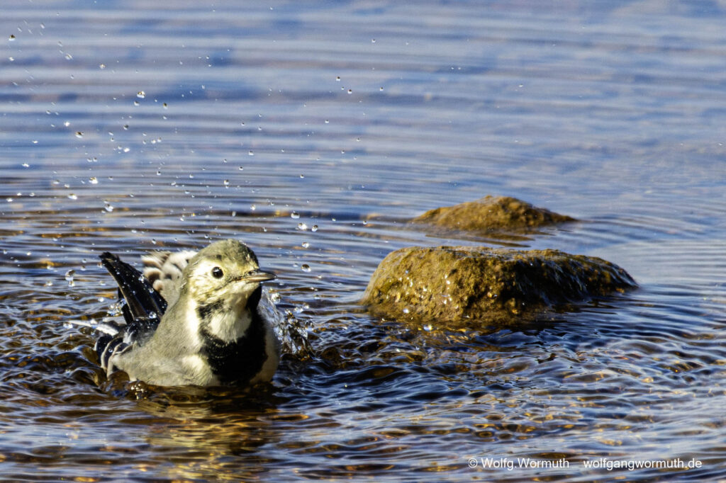 Schwanzmeise beim baden in Schweden bei Mora.