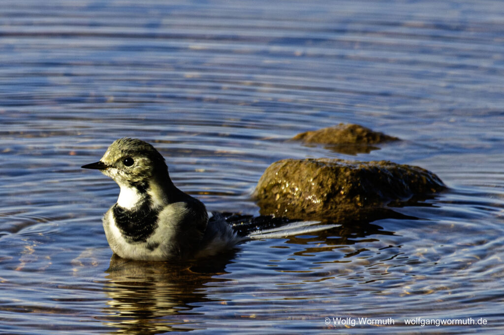 Schwanzmeise beim baden in Schweden bei Mora.