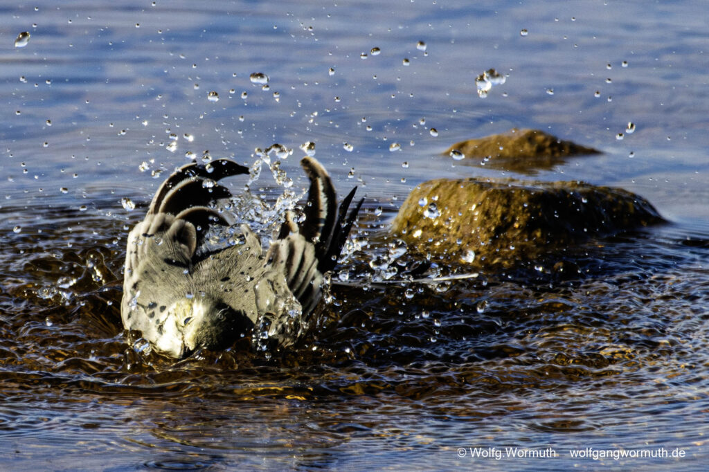 Schwanzmeise beim baden in Schweden bei Mora.