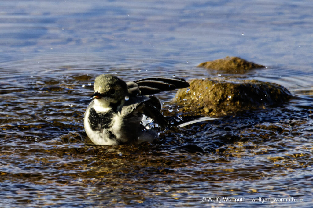 Schwanzmeise beim baden in Schweden bei Mora.