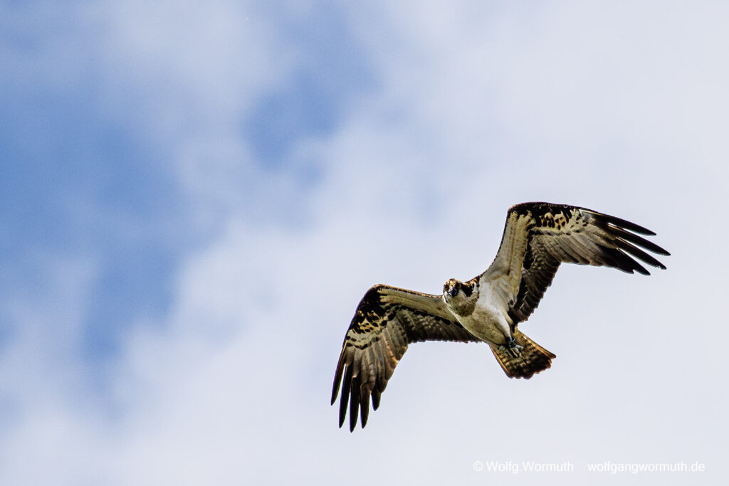 Fischadler mit Fisch im Greif, vom Fang im Wasser (Fischadler tief im Wasser) bis zum Kampf wieder aus dem Wasser zu kommen. Fisch vermeidlich groß..