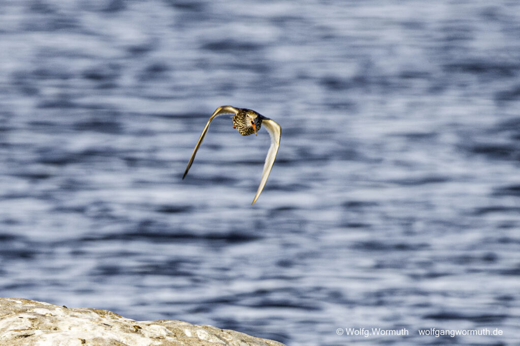 Rotsachenkel in Schweden auf Öland im Flug. Ohne Ring.