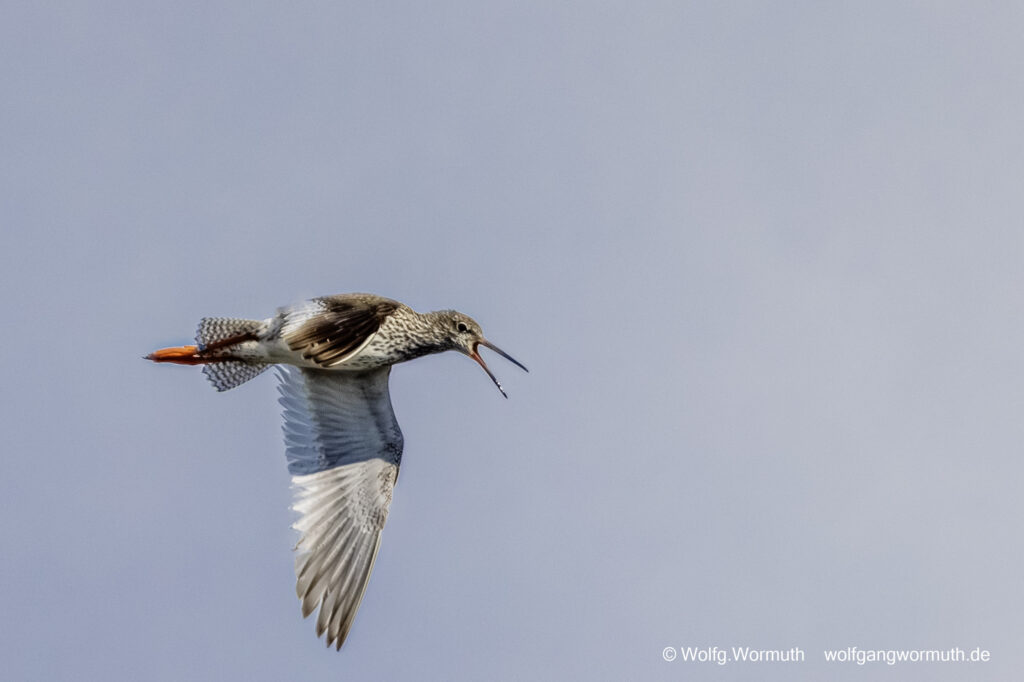Rotsachenkel in Schweden auf Öland im Flug mit Ring.