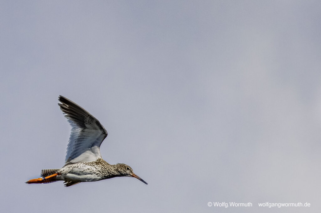 Rotsachenkel in Schweden auf Öland im Flug mit Ring.