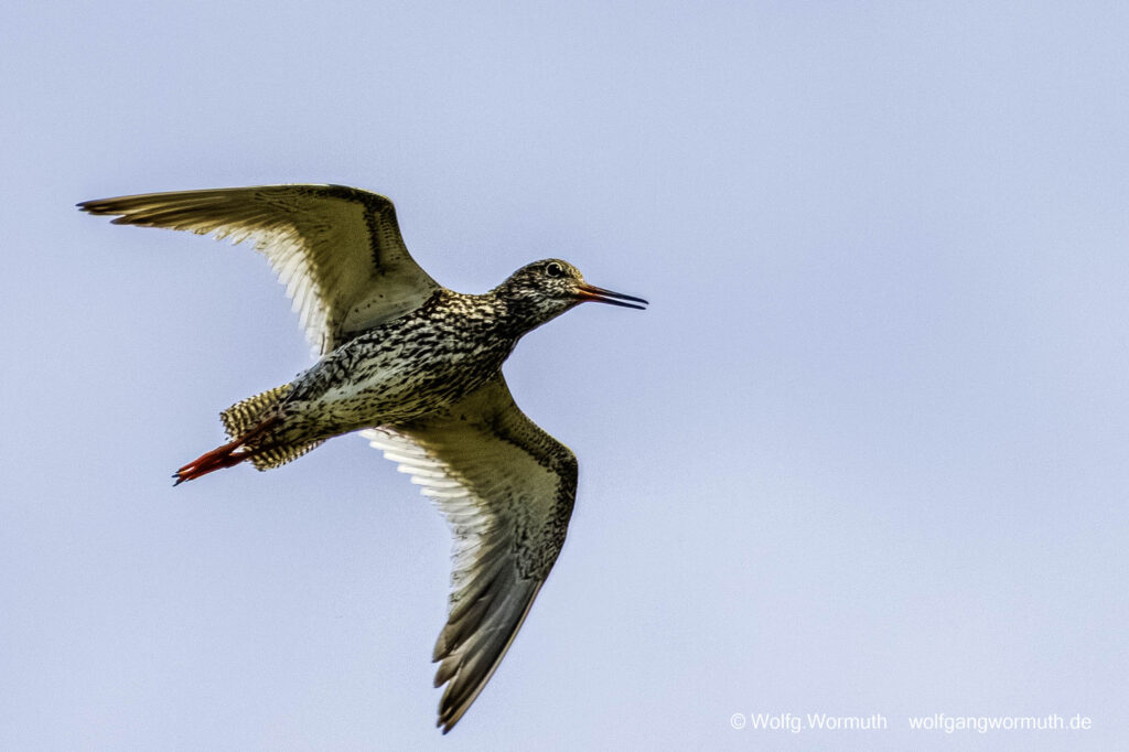 Rotsachenkel in Schweden auf Öland im Flug mit Ring.